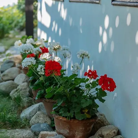 فيلة Zoev House